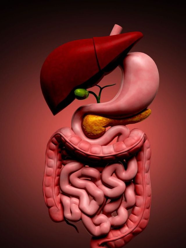 liver digestive system